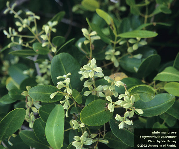 White Mangrove